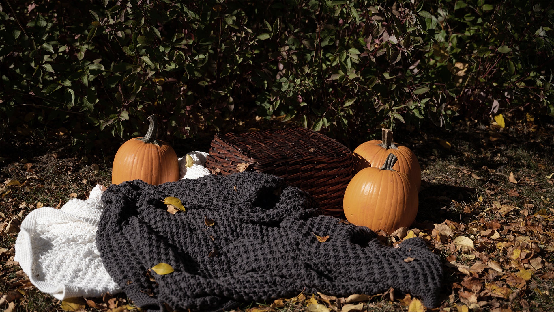 Fall into Comfort with Skylark+Owl