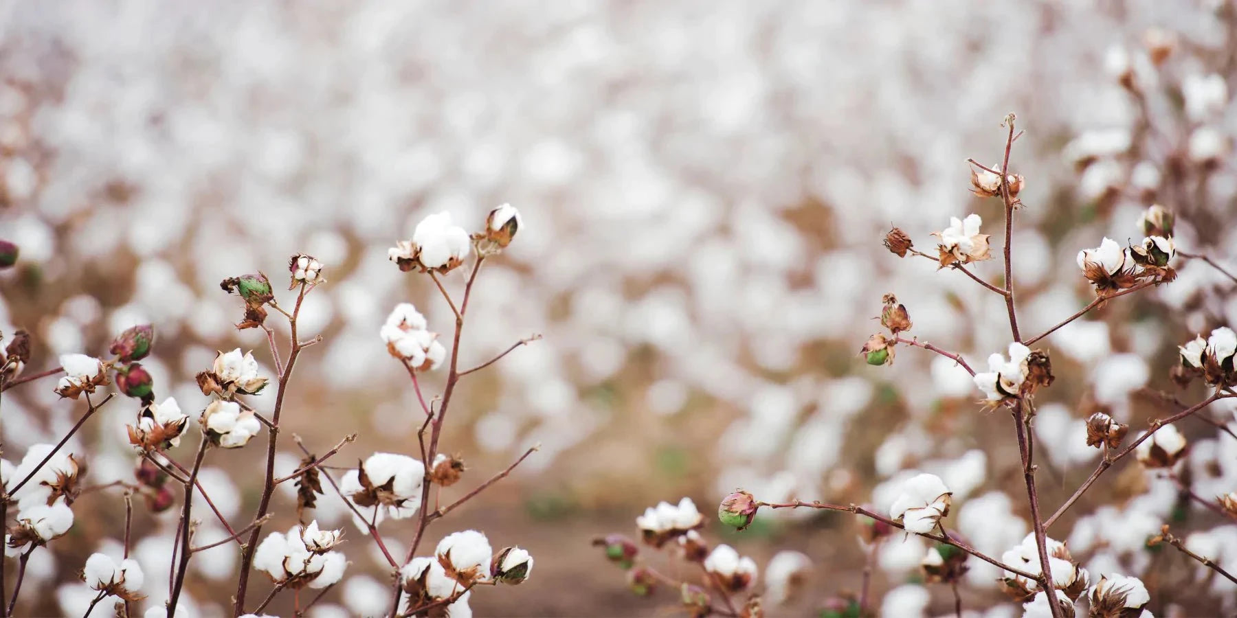 Cotton plants in a field ready for harvest