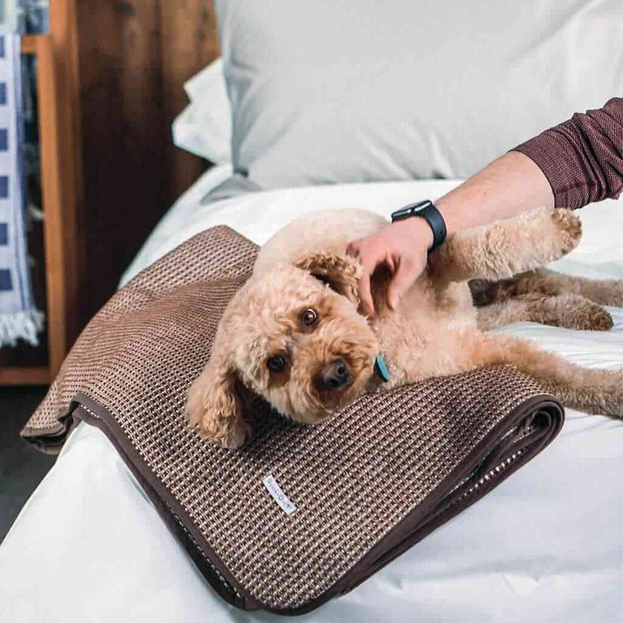 Cute puppy on the Hot Chocolate brushed cotton blanket