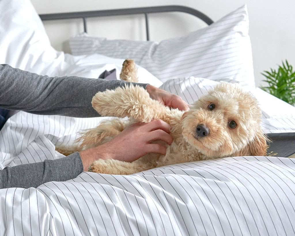 Dog on bed with the Essential Collection Percale Duvet Cover in Charcoal Grey