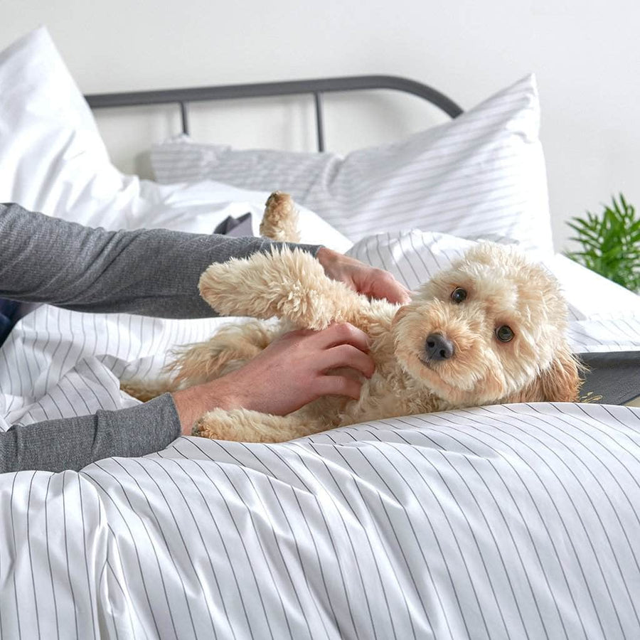 Cute dog playing in bed featuring the Essential Collection Percale Sheet Set in Charcoal Grey