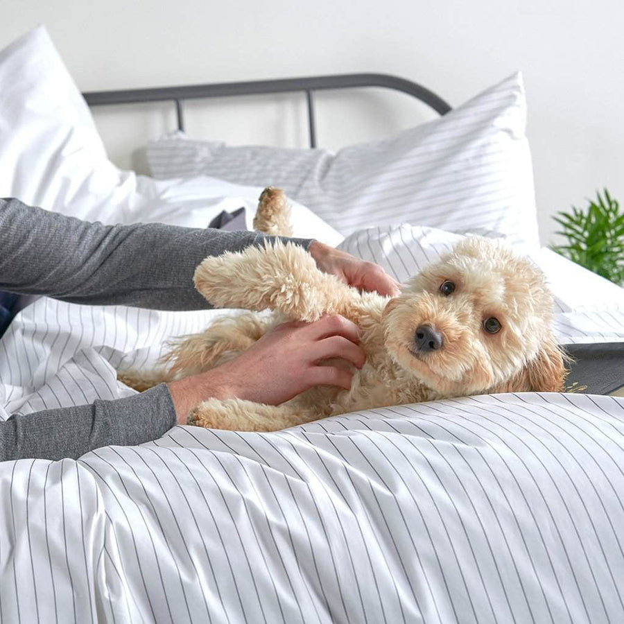 Dog on a bed with the Essential Collection Percale Duvet Cover and Pillowcase Set in Charcoal Stripe